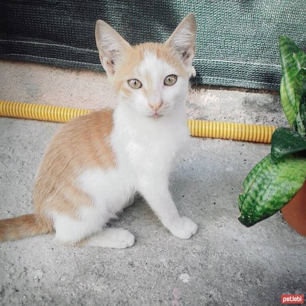 Snowshoe (Karayak), Kedi  gofret fotoğrafı