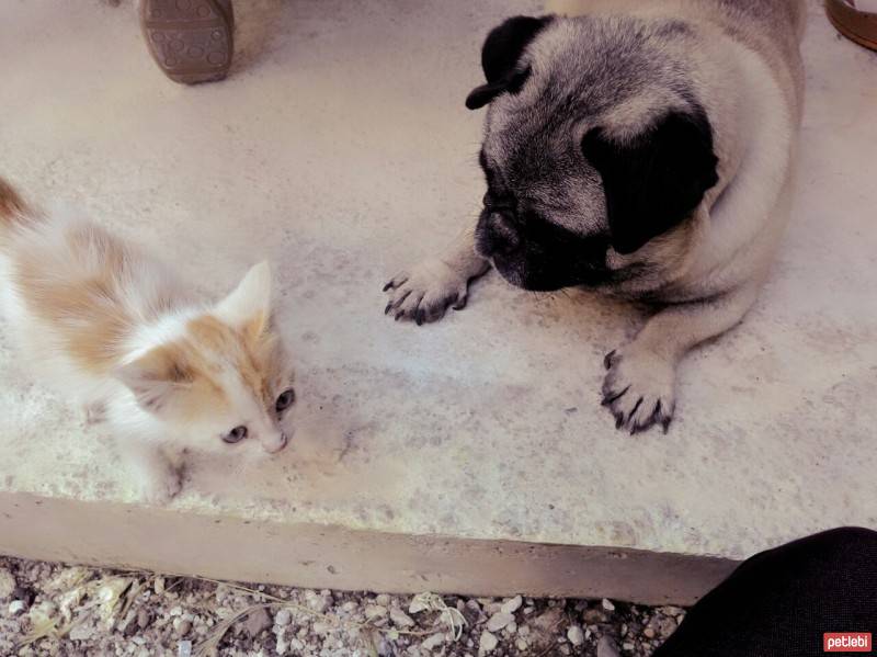 Snowshoe (Karayak), Kedi  gofret fotoğrafı