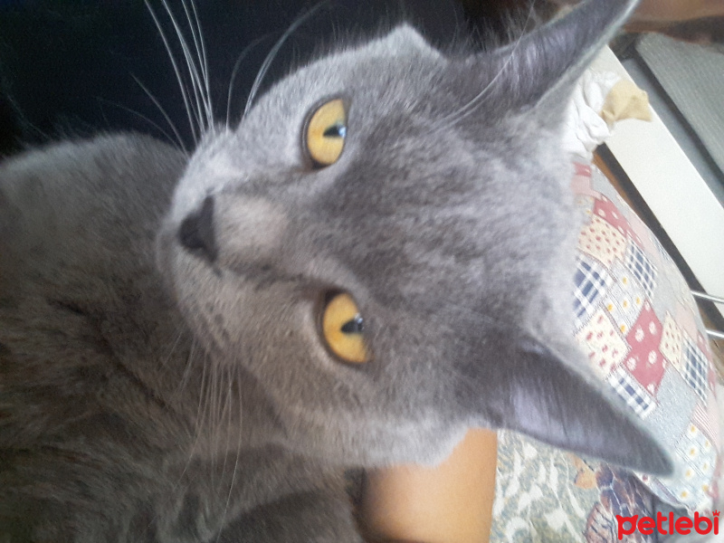 British Shorthair, Kedi  Herkül fotoğrafı