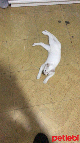 Ankara Kedisi, Kedi  Pakizw fotoğrafı