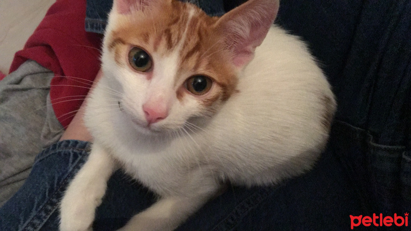 Sarman, Kedi  RIFKI fotoğrafı