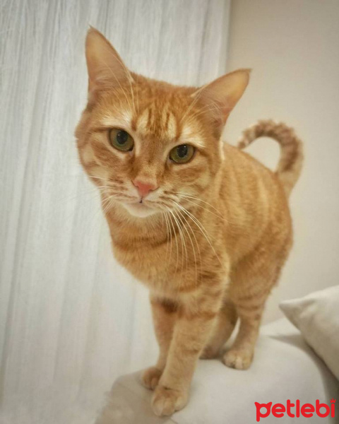 Sarman, Kedi  Fıstık fotoğrafı