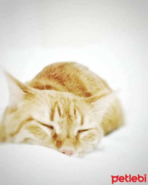Sarman, Kedi  Fıstık fotoğrafı