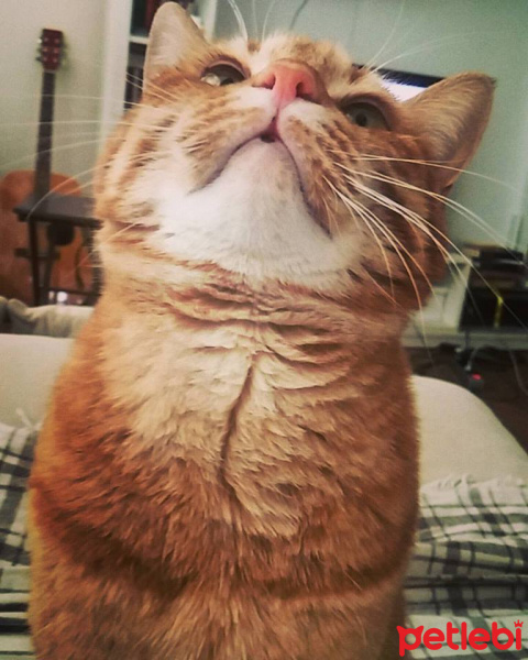 Sarman, Kedi  Fıstık fotoğrafı