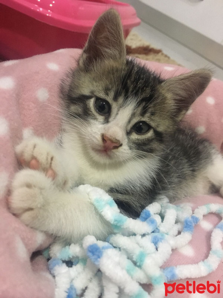 Tekir Kedi, Kedi  mia fotoğrafı