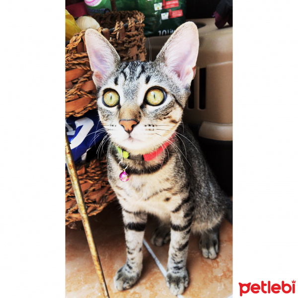 Tekir Kedi, Kedi  Darwin fotoğrafı