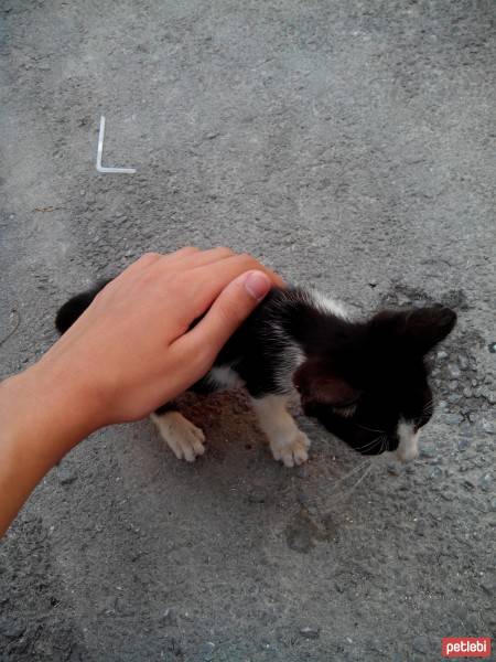 Tuxedo (Smokin) Kedi, Kedi  Törtıl fotoğrafı