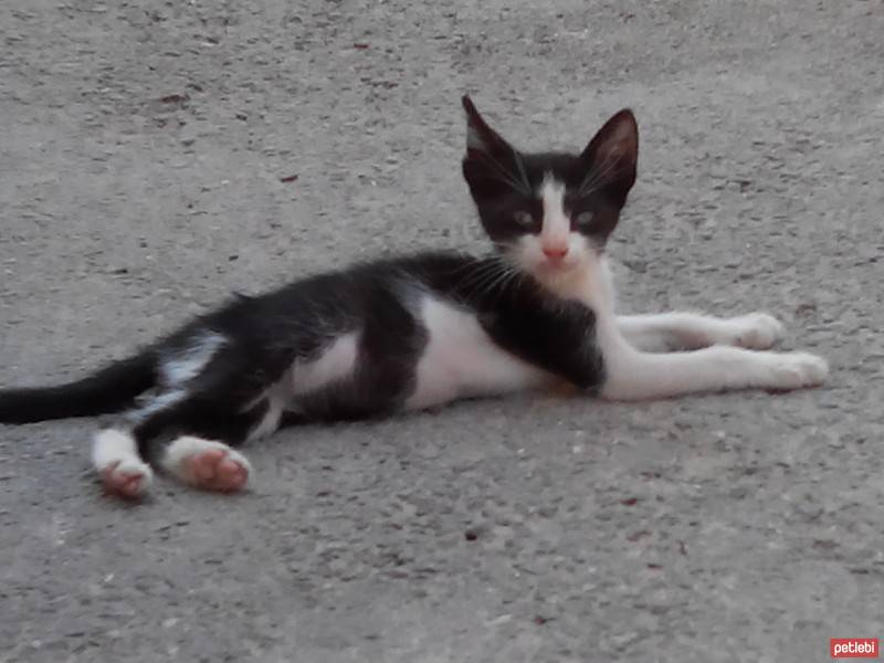 Tuxedo (Smokin) Kedi, Kedi  Törtıl fotoğrafı