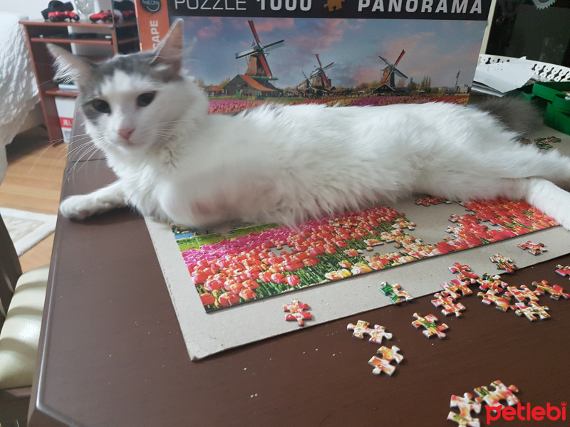 Van Kedisi, Kedi  Lady fotoğrafı