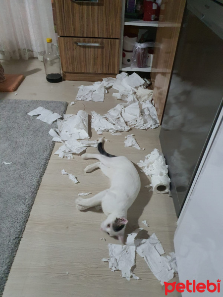Van Kedisi, Kedi  Lady fotoğrafı