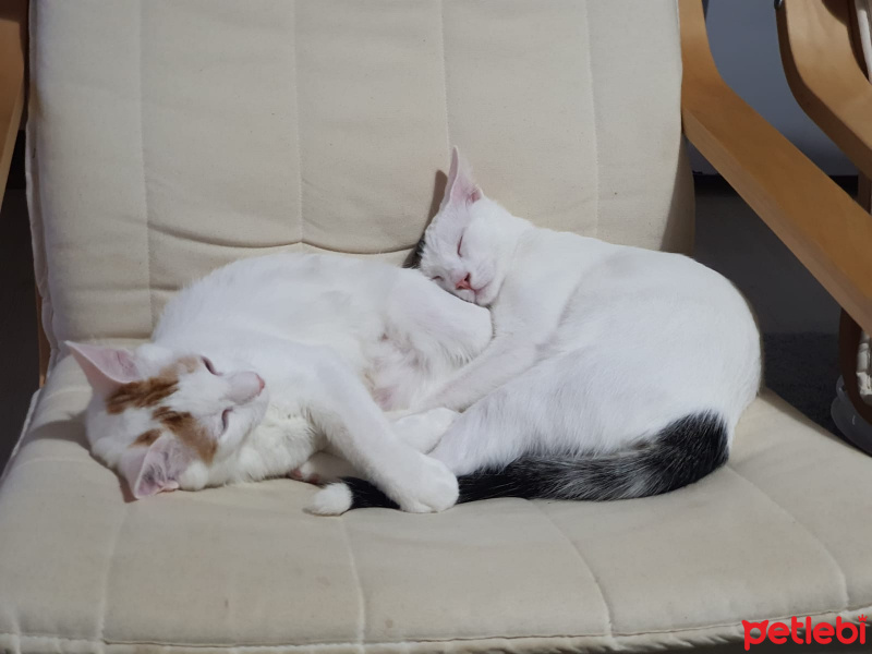 Van Kedisi, Kedi  Lady fotoğrafı