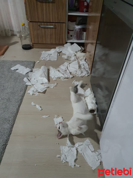 Van Kedisi, Kedi  Lady fotoğrafı