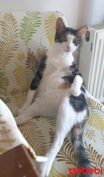 Van Kedisi, Kedi  Lady fotoğrafı