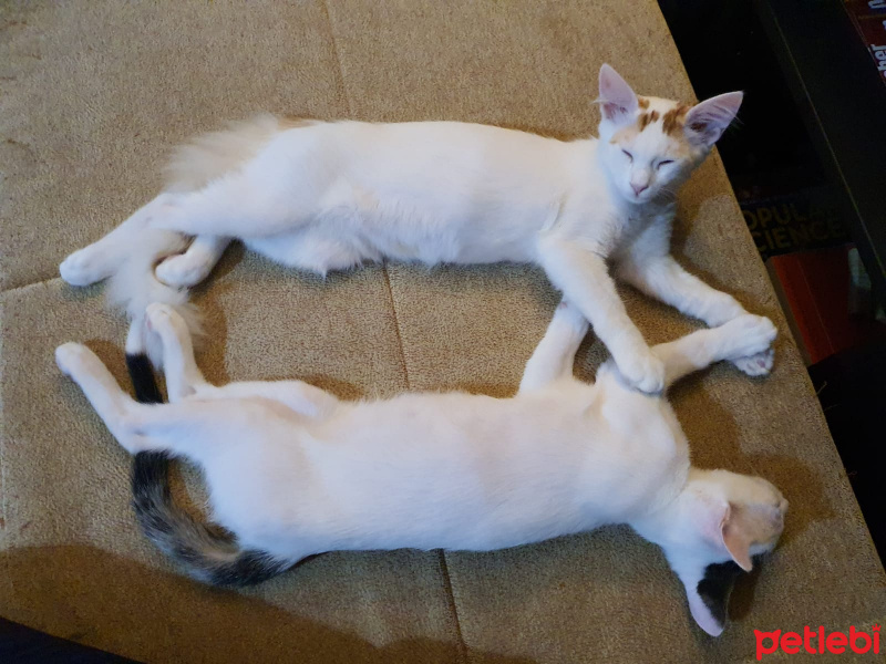 Van Kedisi, Kedi  Lady fotoğrafı