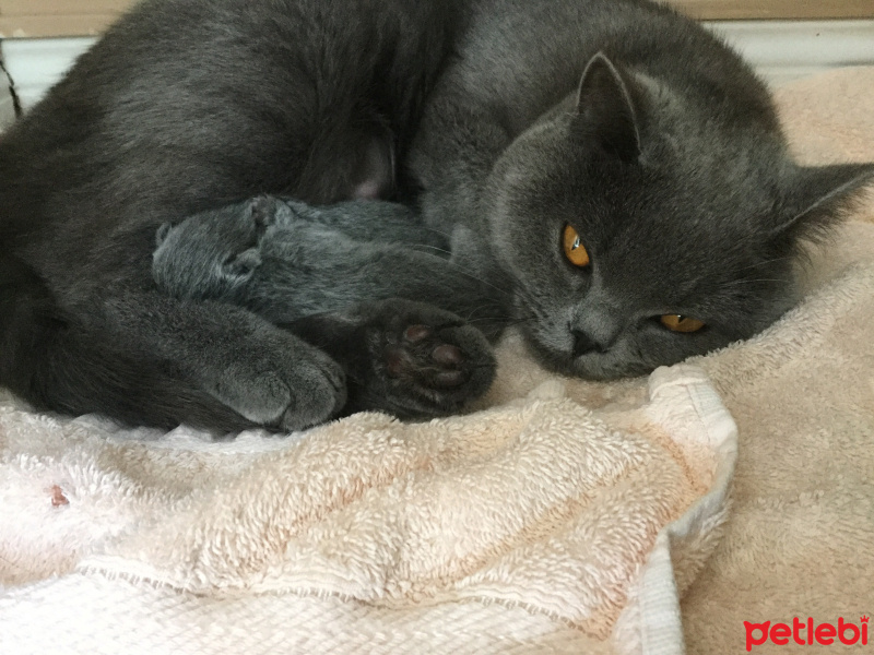 British Shorthair, Kedi  Panky fotoğrafı