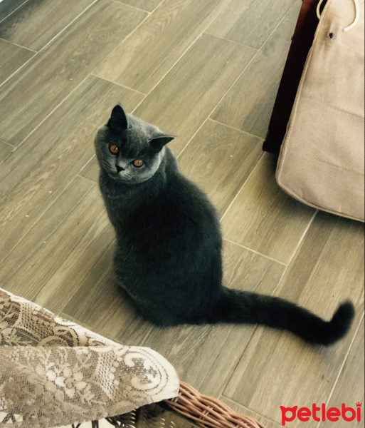 British Shorthair, Kedi  Panky fotoğrafı