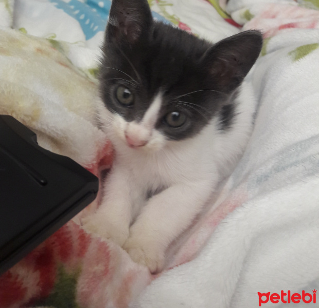 Tekir Kedi, Kedi  Henüz ismi yok fotoğrafı