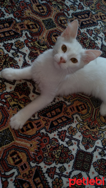 Ankara Kedisi, Kedi  Mırmır fotoğrafı