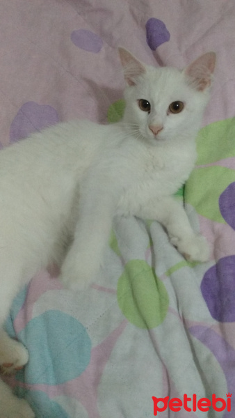 Ankara Kedisi, Kedi  Mırmır fotoğrafı