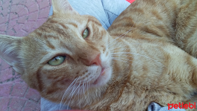 Sarman, Kedi  cesur fotoğrafı