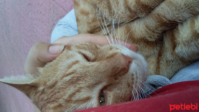 Sarman, Kedi  cesur fotoğrafı