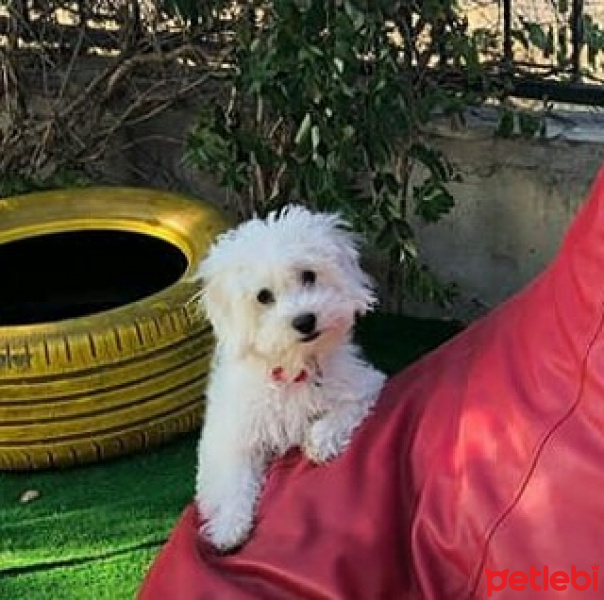 Maltese, Köpek  Ruby fotoğrafı