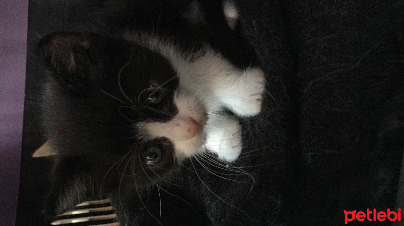 Chinchilla, Kedi  Mars fotoğrafı