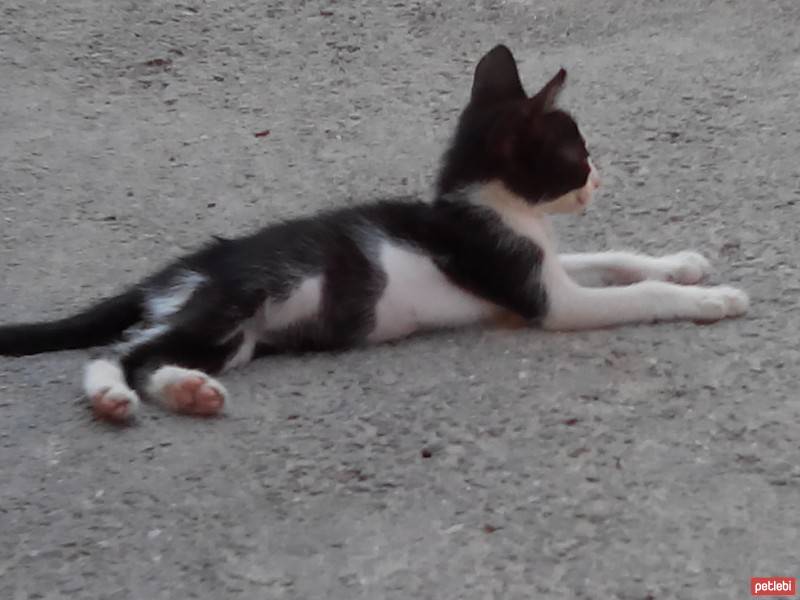 Tuxedo (Smokin) Kedi, Kedi  Turtle fotoğrafı