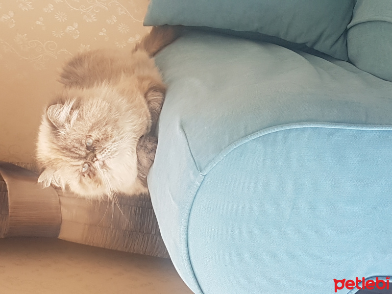 İran Kedisi (Persian), Kedi  Deniz fotoğrafı
