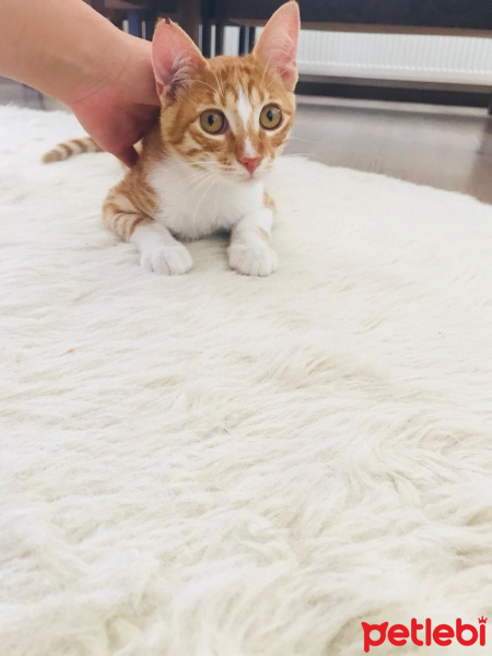 Sarman, Kedi  Ball fotoğrafı