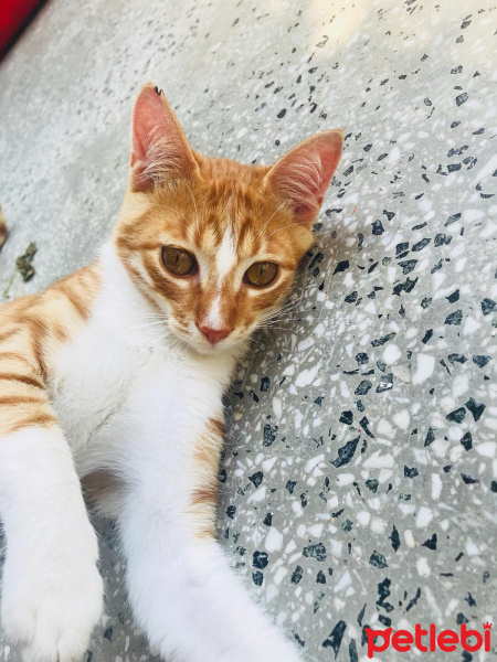 Sarman, Kedi  Ball fotoğrafı