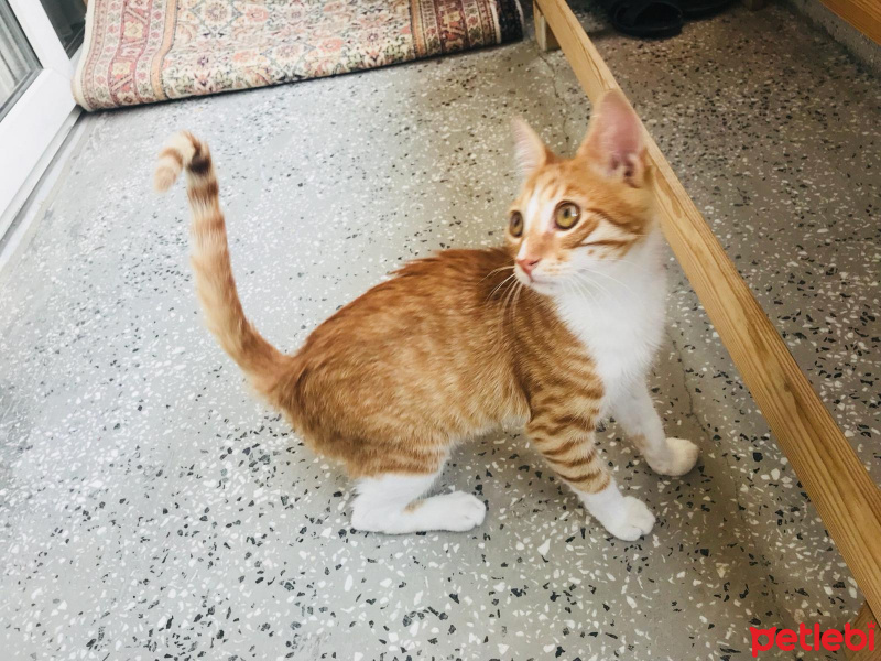 Sarman, Kedi  Ball fotoğrafı
