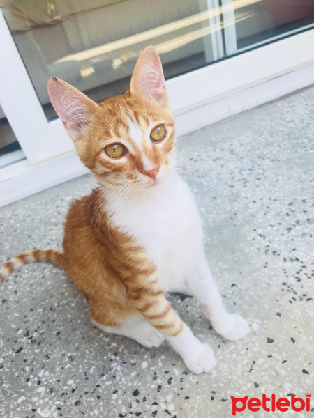 Sarman, Kedi  Ball fotoğrafı