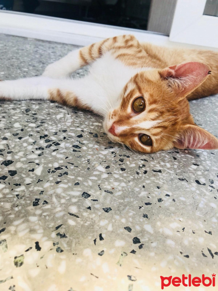 Sarman, Kedi  Ball fotoğrafı