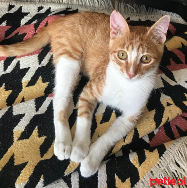 Sarman, Kedi  Ball fotoğrafı