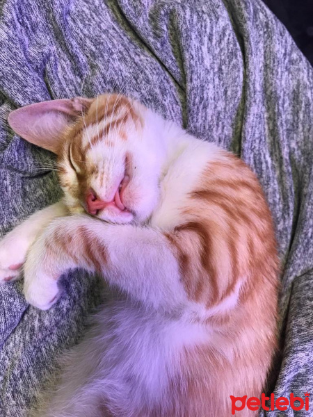 Sarman, Kedi  Ball fotoğrafı