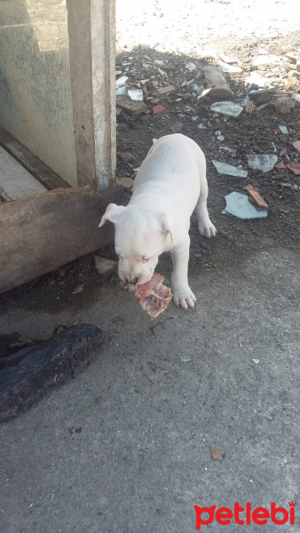 Dogo Arjantin, Köpek  Dogo Arjantine fotoğrafı
