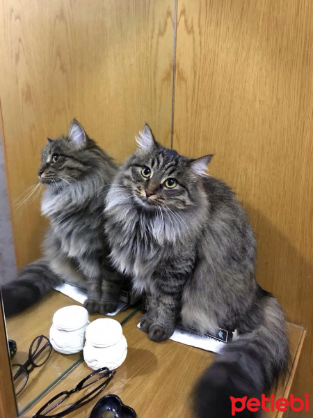 Norwegian Forest, Kedi  Müzeyyen fotoğrafı