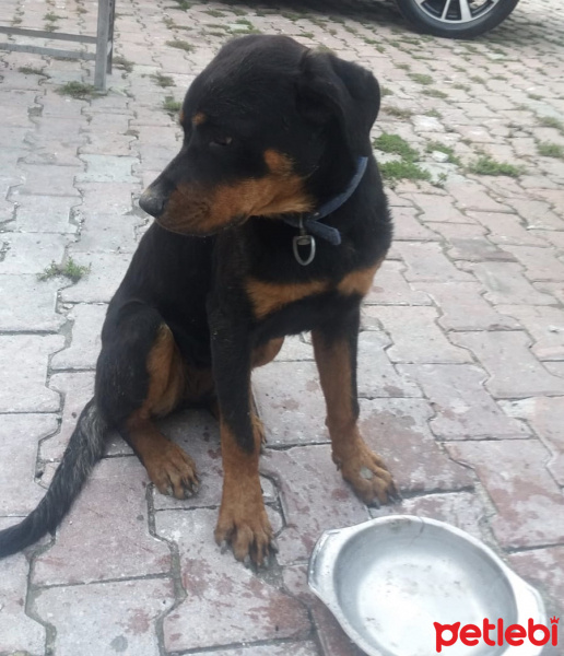Rottweiler, Köpek  Gölge fotoğrafı