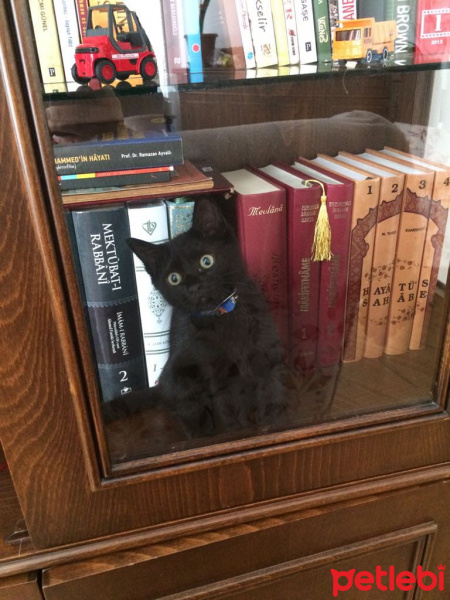 Bombay, Kedi  PAKİZE SU fotoğrafı