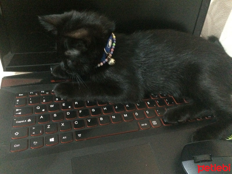 Bombay, Kedi  PAKİZE SU fotoğrafı