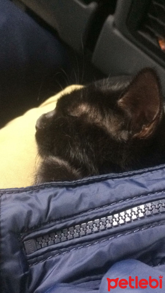 Bombay, Kedi  PAKİZE SU fotoğrafı