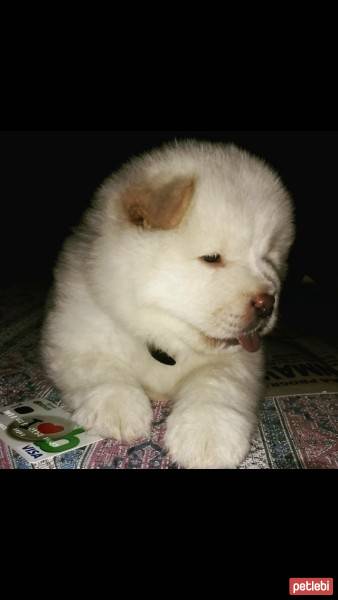 Chow Chow (çin Aslanı), Köpek  Ares fotoğrafı