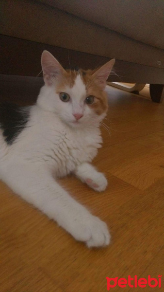 Tekir Kedi, Kedi  Herkül fotoğrafı