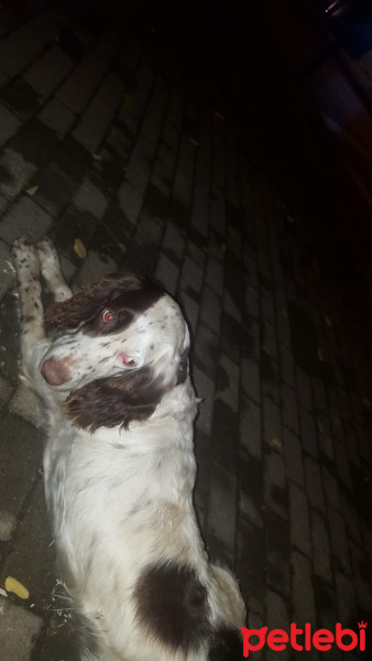 Sokö (Sokak Köpeği), Köpek  Kahve fotoğrafı
