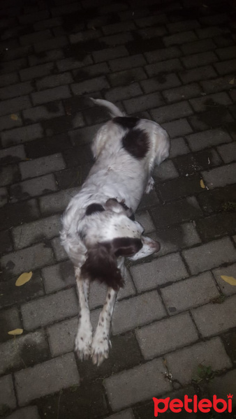 Sokö (Sokak Köpeği), Köpek  Kahve fotoğrafı