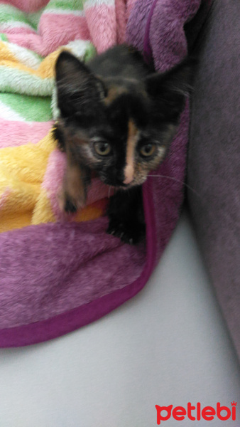 Ankara Kedisi, Kedi  Bidon fotoğrafı