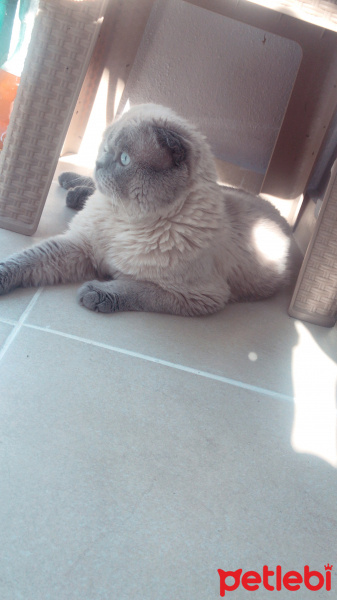 Scottish Fold, Kedi  Köpük fotoğrafı