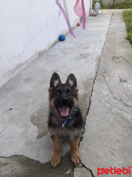 Alman Çoban Köpeği, Köpek  albus fotoğrafı