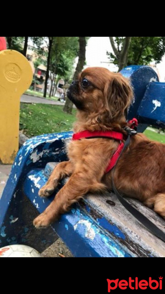 Pekingese, Köpek  Lady fotoğrafı